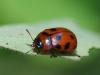 231049 – Photo : Sylvain M. – France (72)